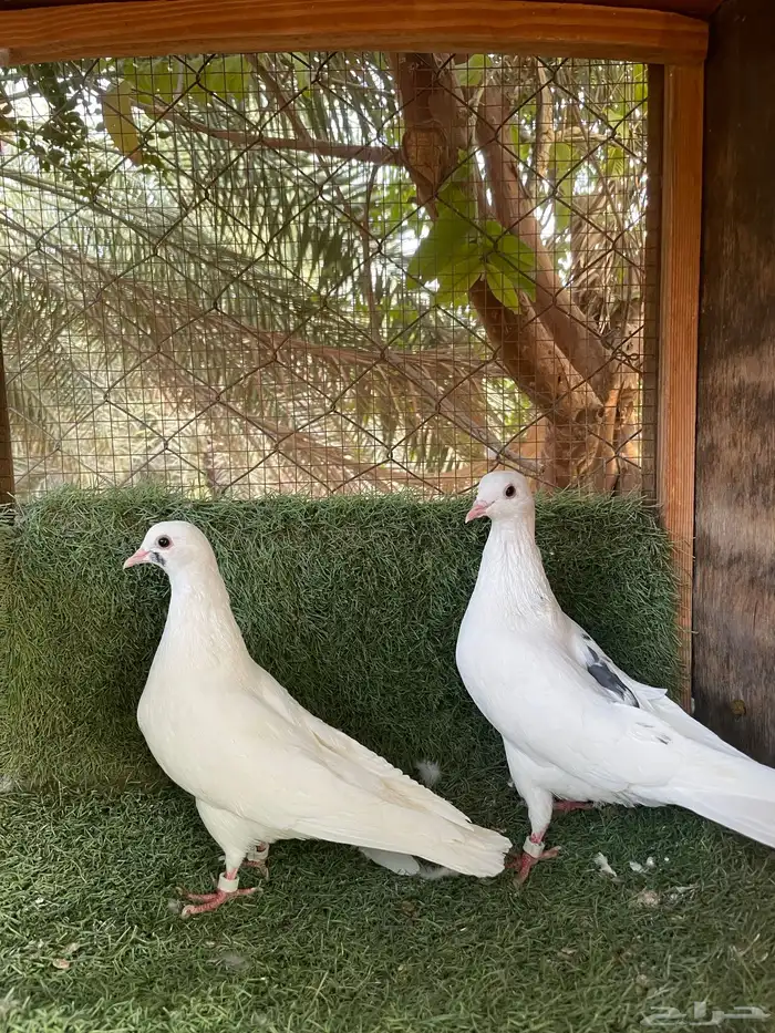 حمام قطيفي 2