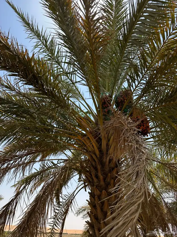 للبيع نخل مثمر 8