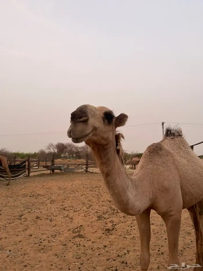 بكره بداوه 0