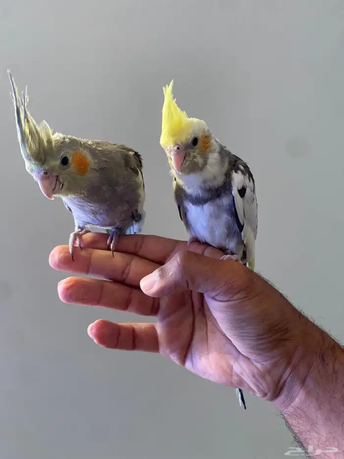 حيوانات ببغاء كروان اليفه 0