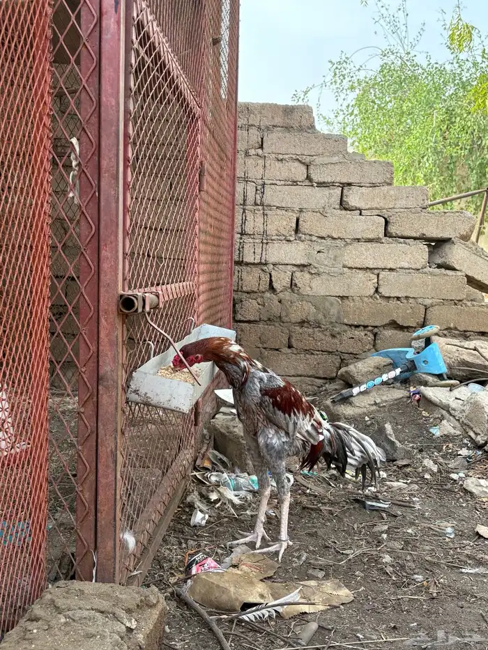 ديك بكستاني سندي صافي 0