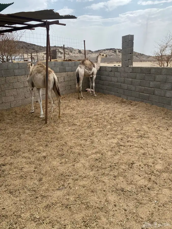حشوان للبيع 2