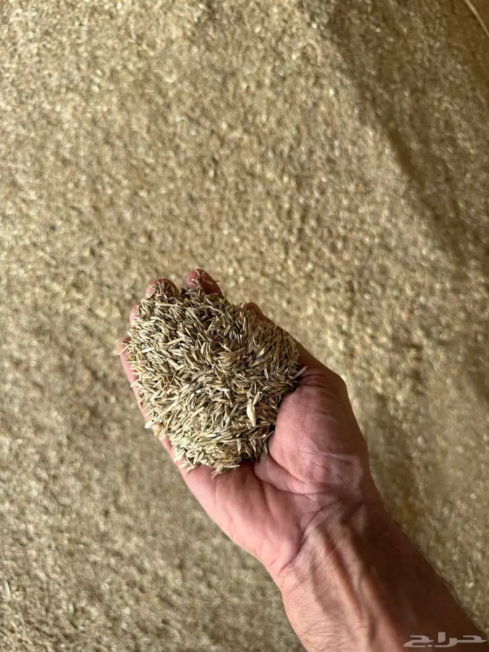 بذر هيبان 0
