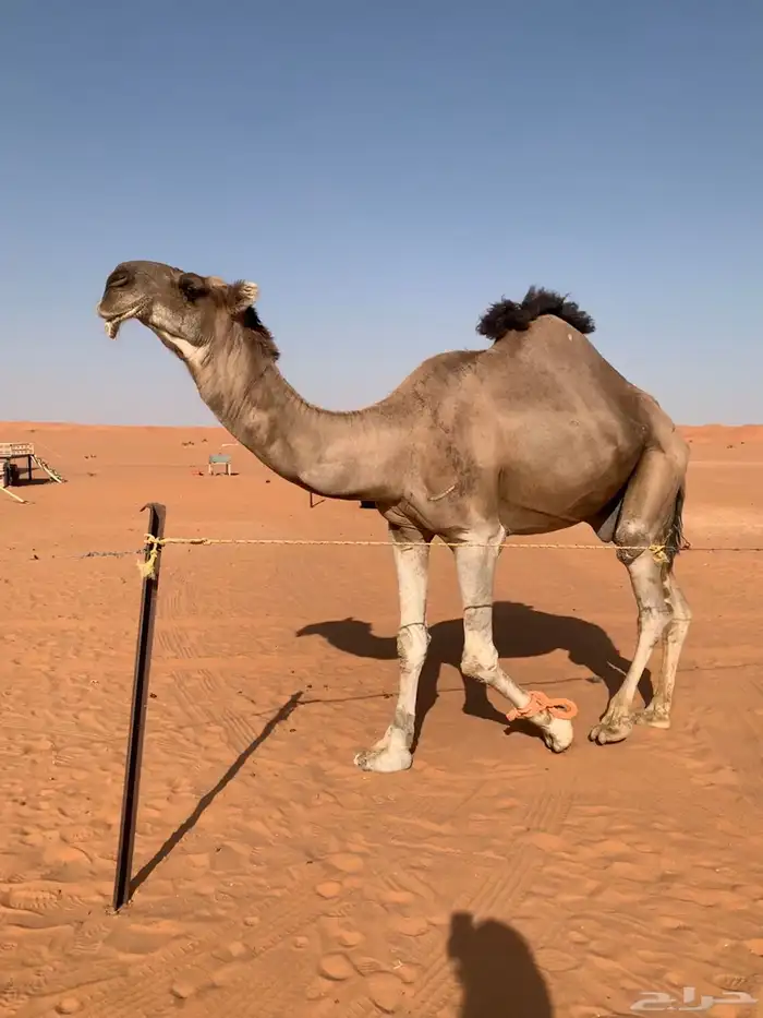 فحل كناني 0