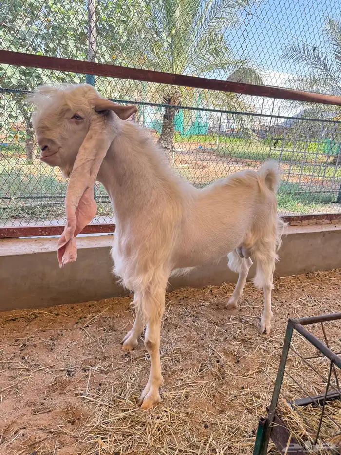 للبيع تيس فحل أبرص مطور صنف 1