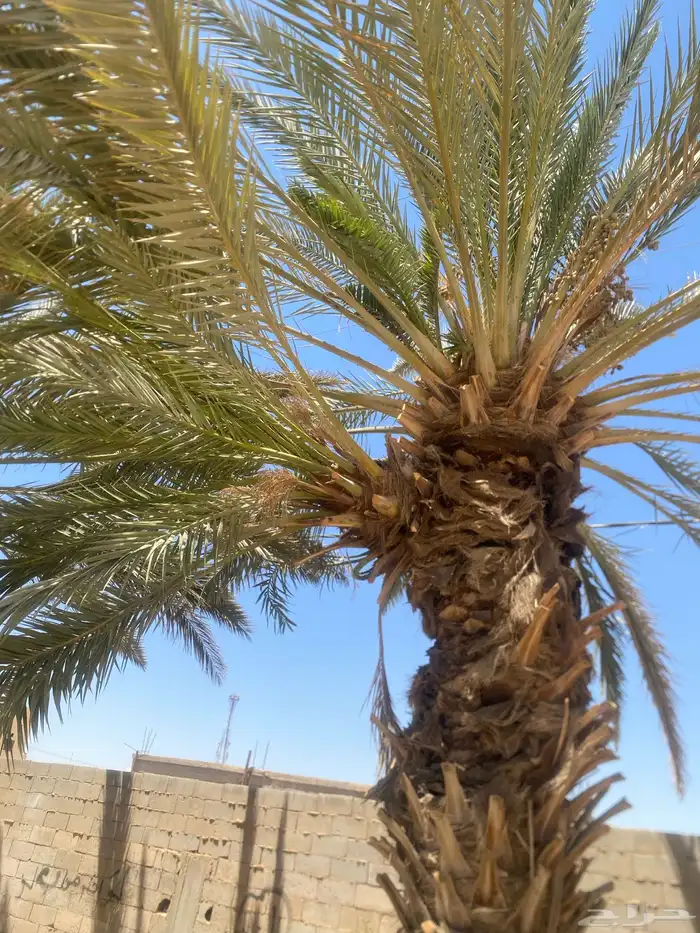 فروخ نخل حلوه الجوف 0