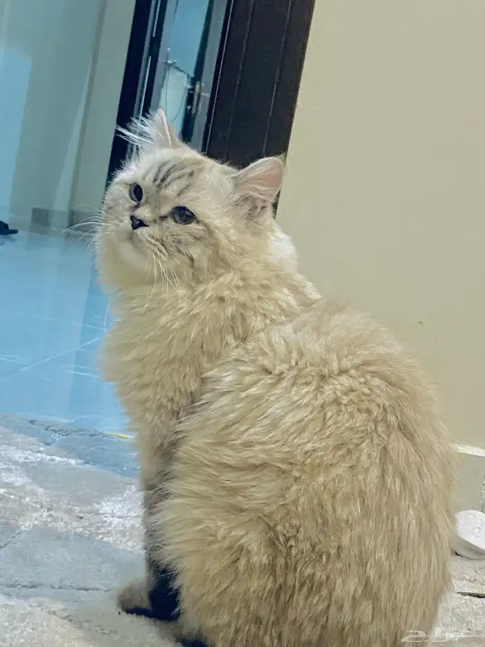 قط همالايا 0