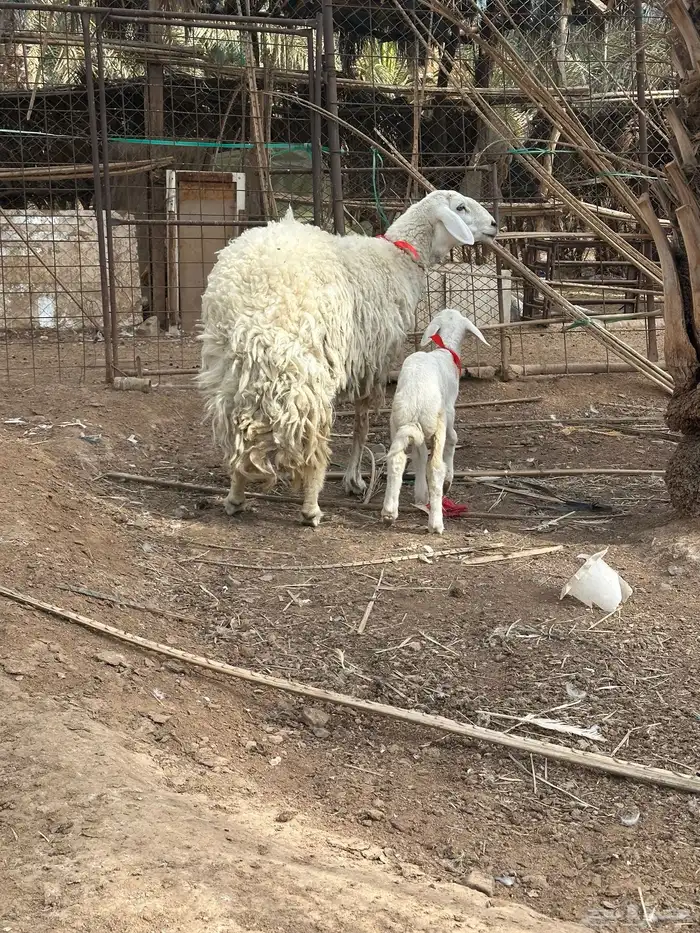 حبص صنف الصنف فاخر من الاخر 14