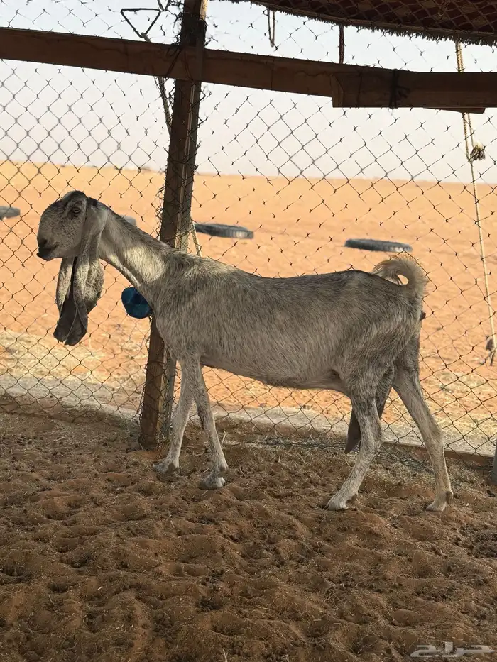 عنز مطوره متبع 2 ودافع 1