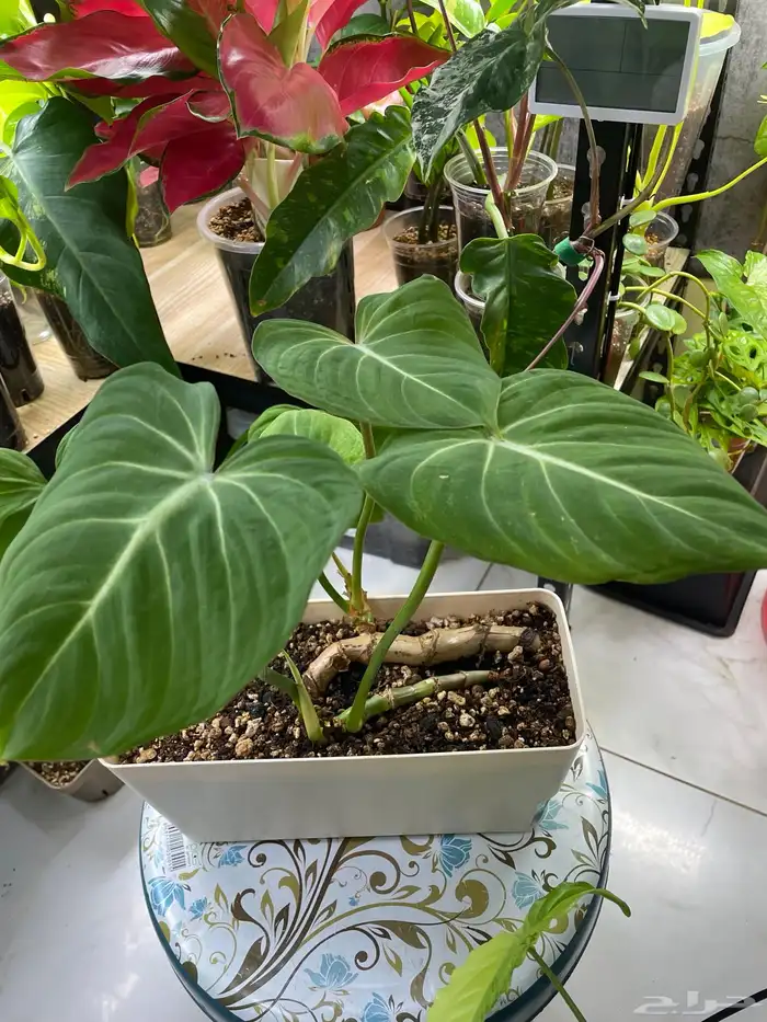 نباتات طبيعية 3