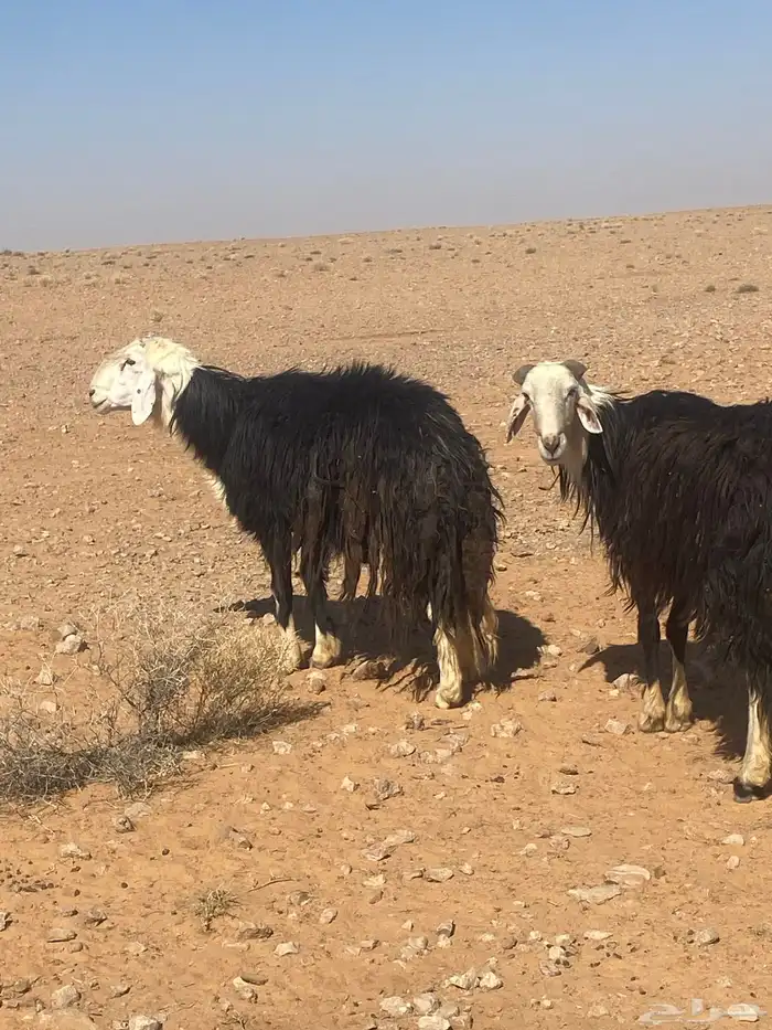 خرفان فحول طيبه 1