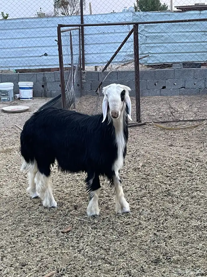 طلي جذع عمره سبع شهور صنف 1