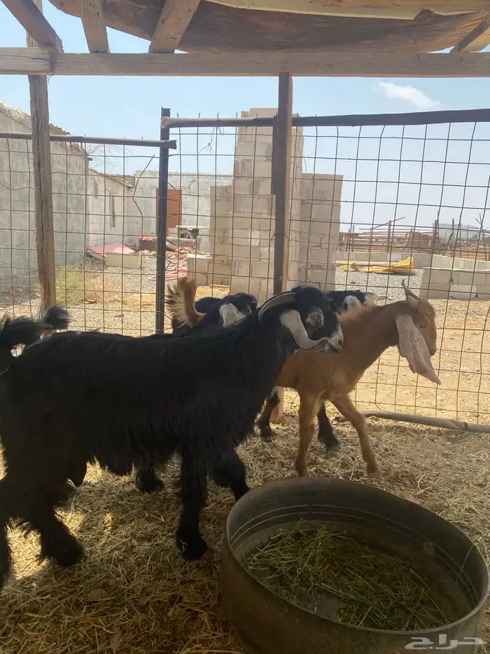 تيس مشروع فحل عارضي طيب بالحيل عمره 6 شهور 4