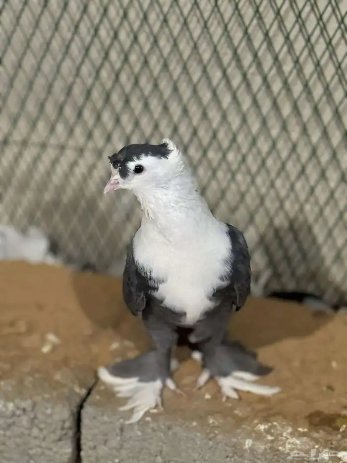 حمام للبيع 5