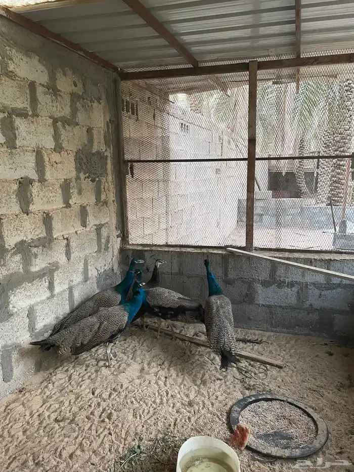 للبيع ذكور طاؤؤس 1