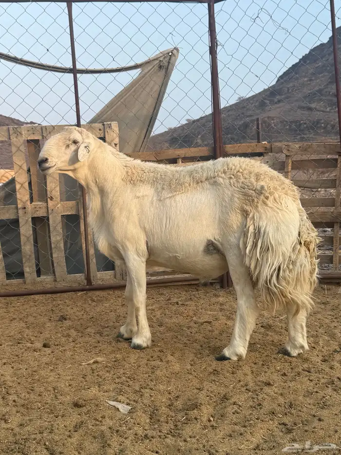 خرووف رباع فحل مشروط صنف 3