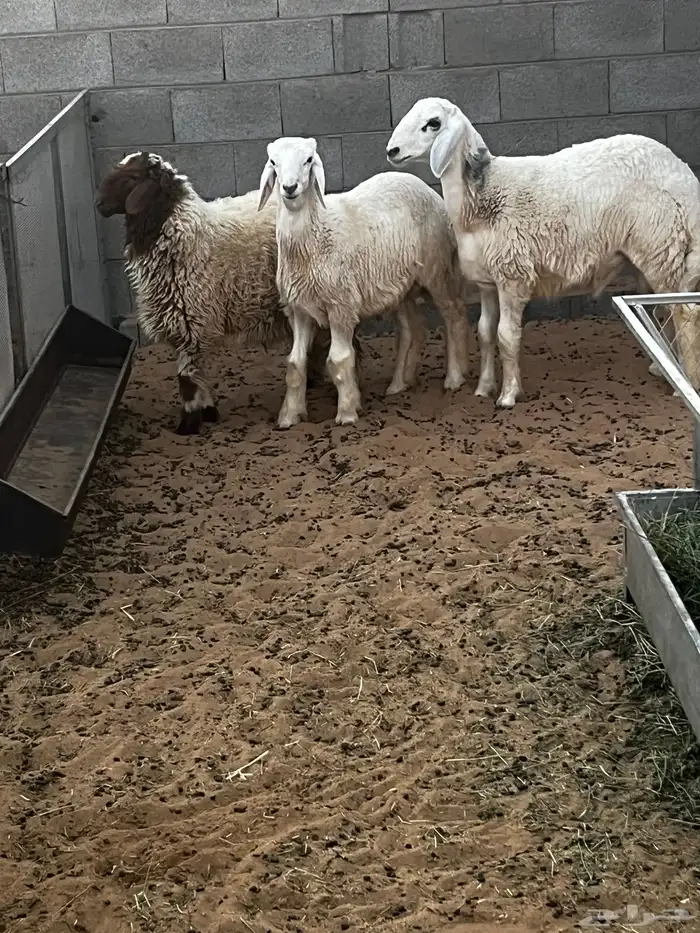 3 حرفان طيبه مقفله 0