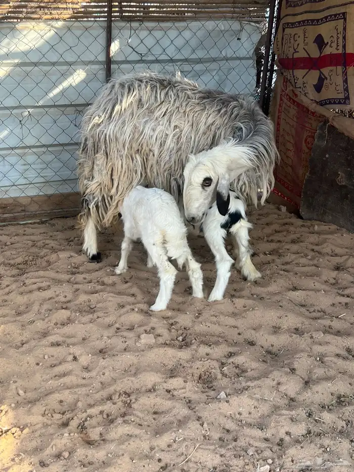 نعجه عيسيه 1