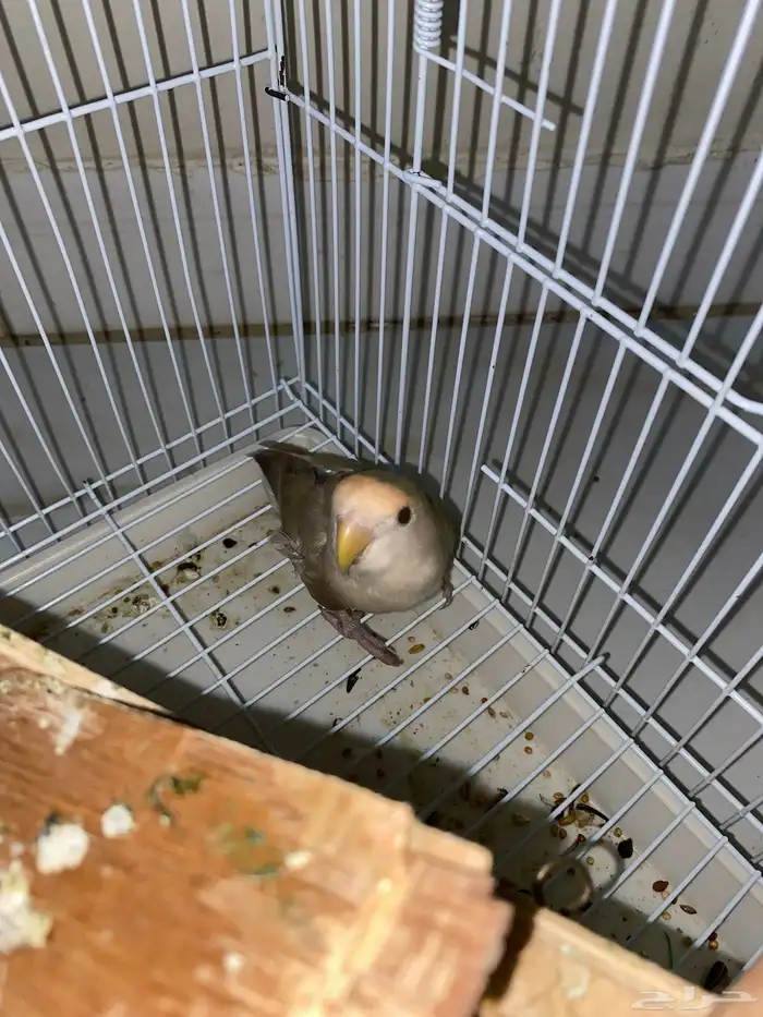عصافير روز 0