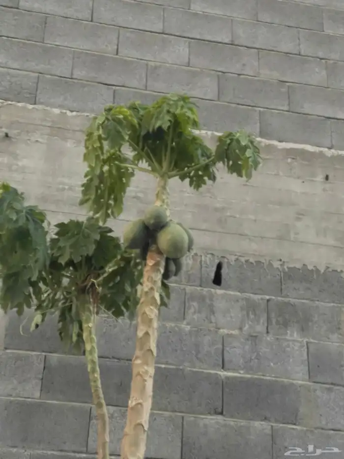 شتلات مثمره وزينه بنسيانا ورد تصفيه بسعر مناسب 20