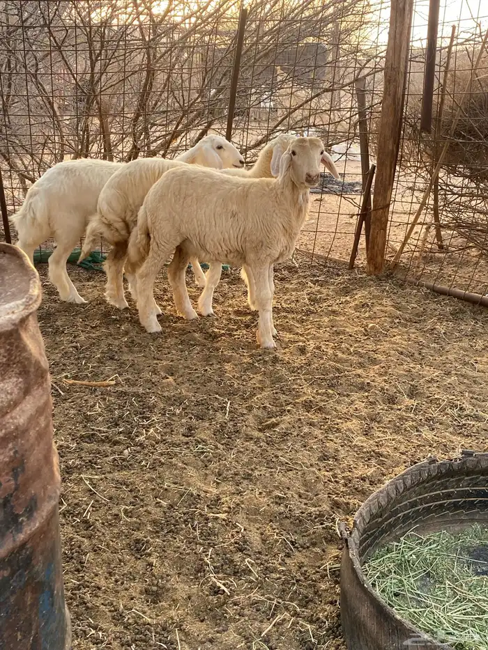 رخال حريه 2