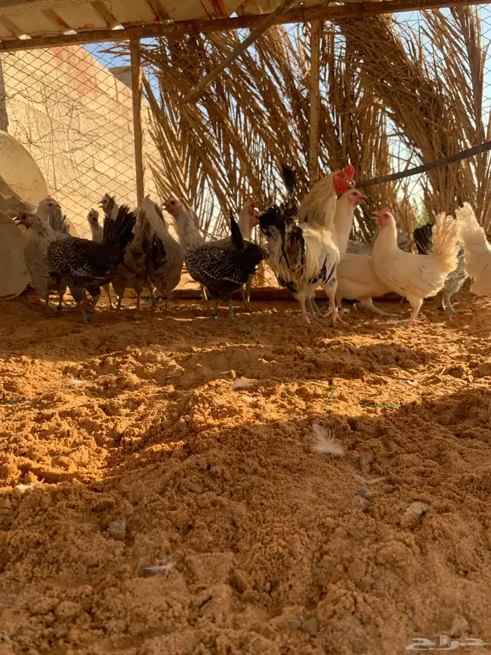 دجاج فيومي 1