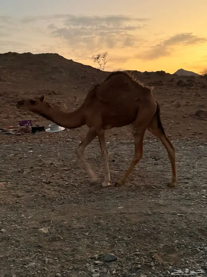 بكرتين للبيع 0