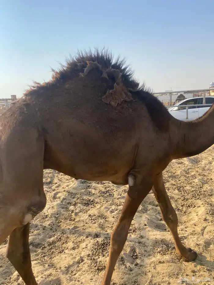 قعدان قصب 2