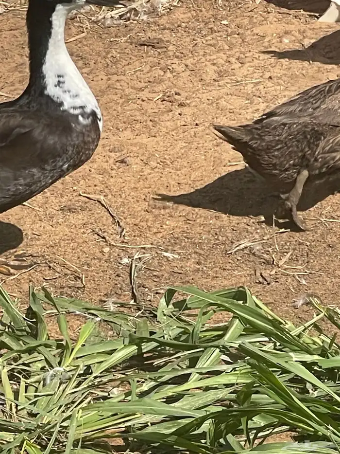 بط شرشيري ملون 5