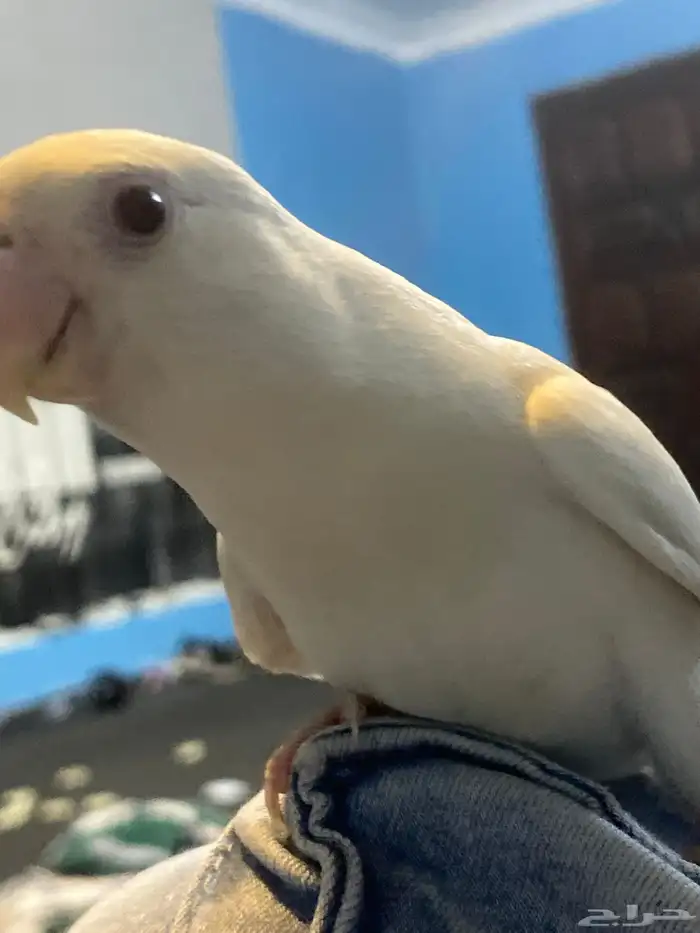 بغبغاء روز هدد 0