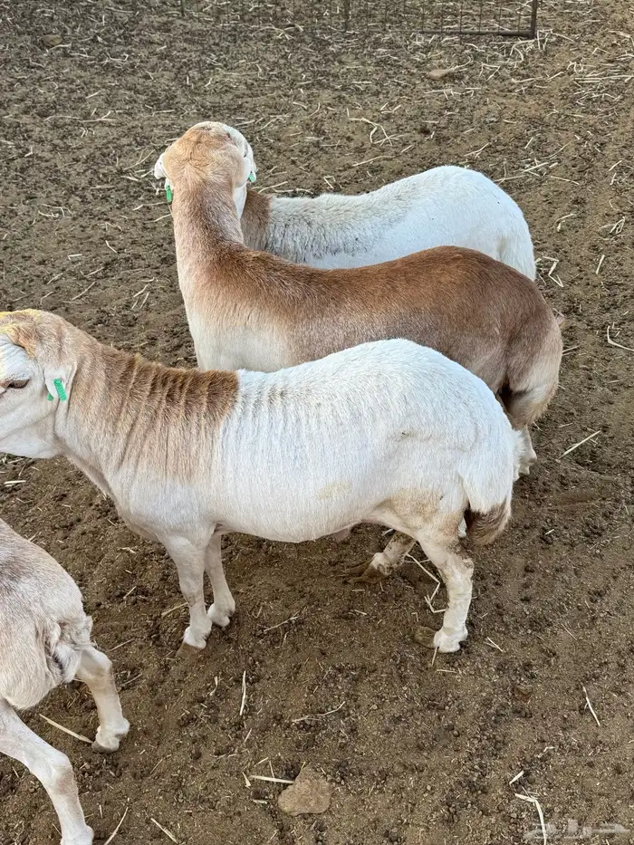 للبيع ذبائح 0