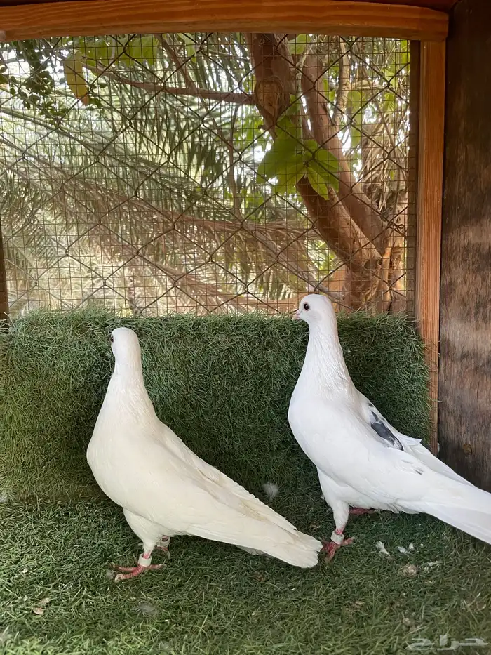 حمام قطيفي 6
