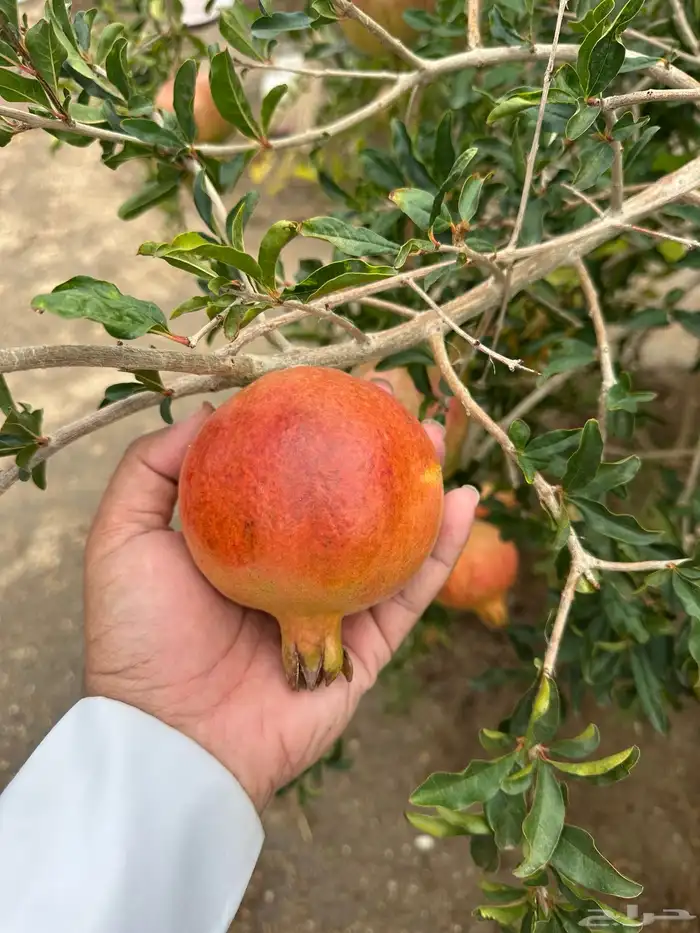 للبيع انتاج مزرعة رمان ( جوف ال معمر ) 2