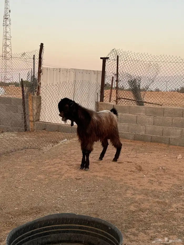 تيس شامي 4