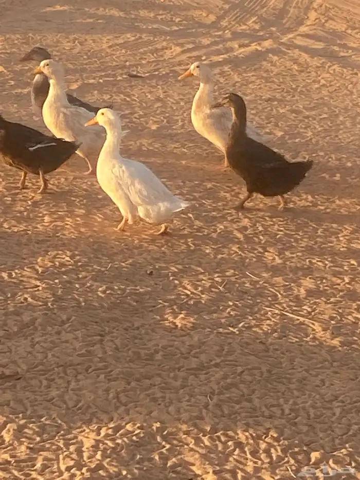 للبيع بط مشكل شرشيري وبكين 2