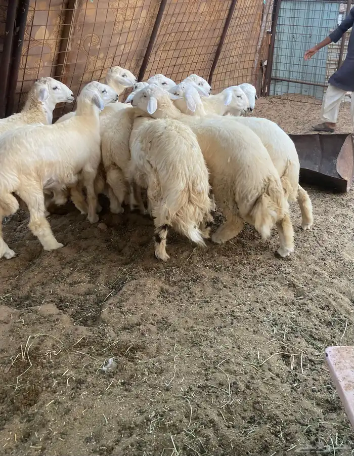طليان ذبايح ضيوف وثلاجة مع ذبح وتوصيل. 2