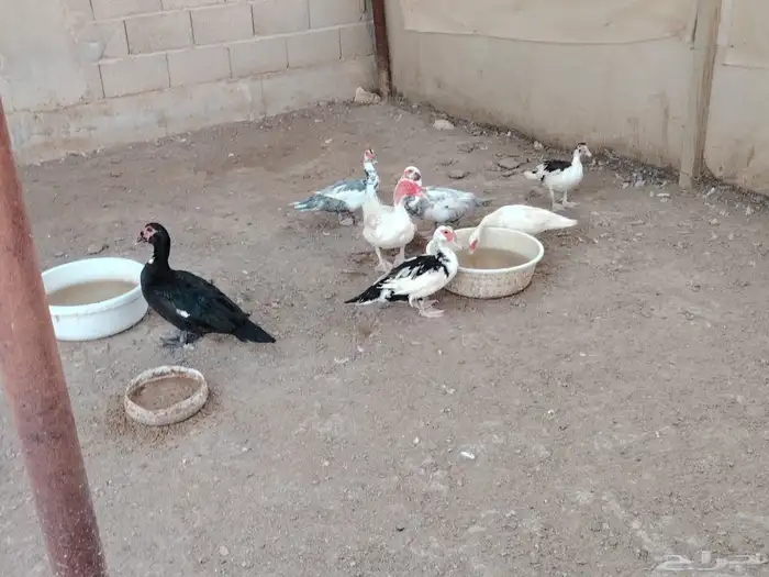 بط بحة مصري 1
