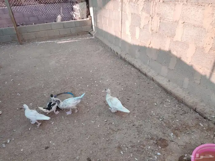 بط بحة مصري 2