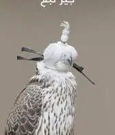 مطلوب جير تبع 0