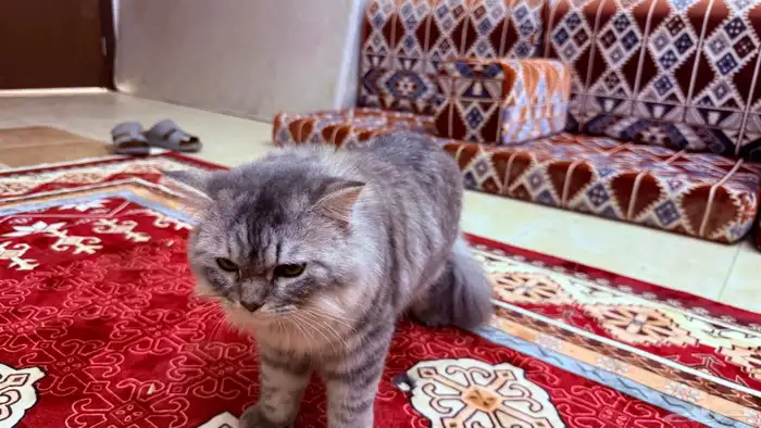قطوة للبيع شرازي 1