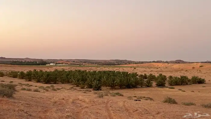 للبيع  300 نخلة مثمرة حلوة الجوف 0