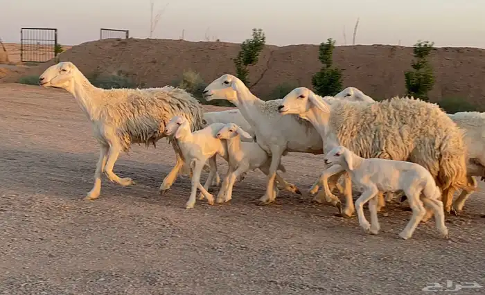 حريات ولد صنف منوة ألقاني (تم البيع) 0