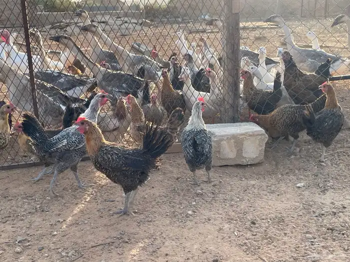 دجاج بياض بلدي وفيومي 1