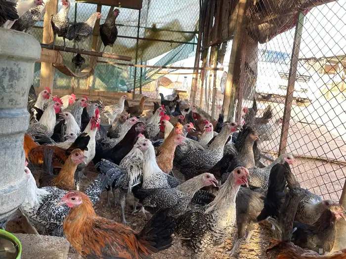 صوص و بشاير دجاج بلدي وفيومي العمر اربع شهور وزيادة 2