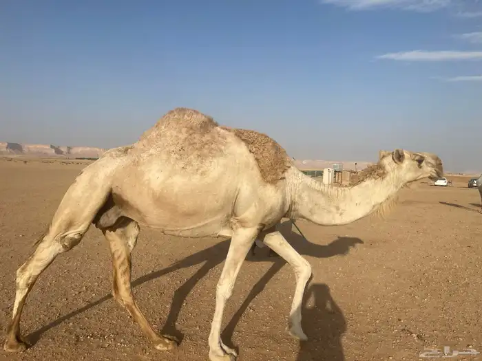 عشاير مبيوع اعيالها 1