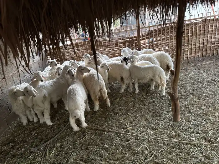 بهم للبيع 1