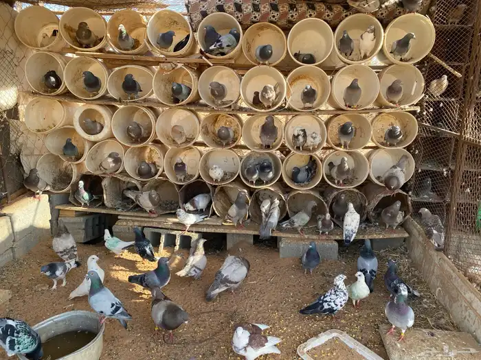 عشش حمام للبيع شرط انتاج وصحة حمام طيب 4