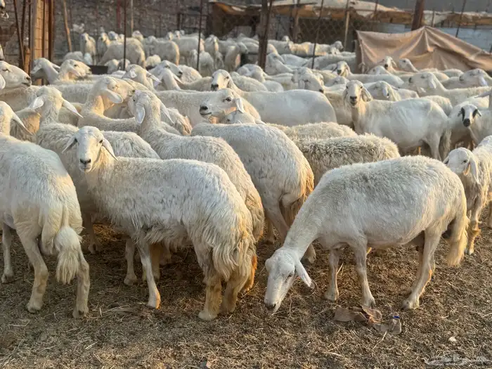 ضان ورخال حريات 3