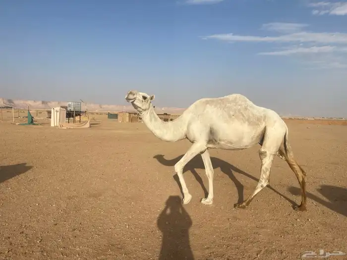 عشاير مبيوع اعيالها 2