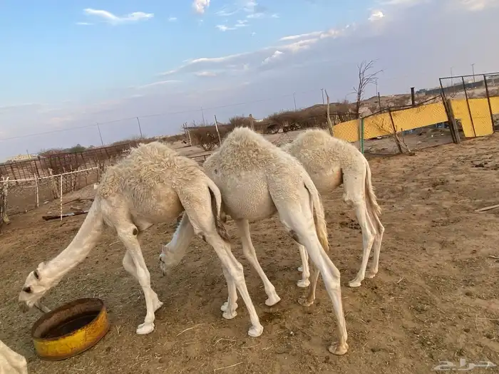قعدان للبيع في بيشة 1